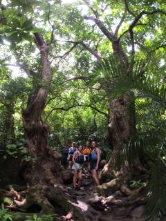 NEST Iriomote - Iriomote - 2