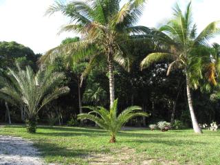 The Lion Cottage- Charming Studios - Santo André - 2