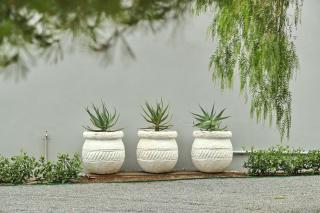 The Fancy Cactus - Colesberg - 7
