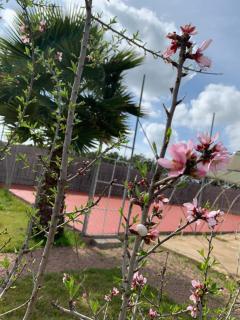 Palm Grove Farm - Tit Mellil - 5