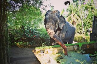 Elephant Lovers Inn - 4