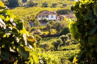 Quinta da Mesquinhata - Lamego - 3