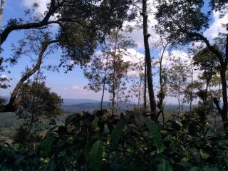 COFFEE NEST COORG - Somvārpet - 1