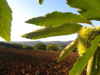 Agriristoro Podere S. Andrea - 9