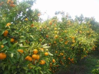 Apartmani Dropulić - 5