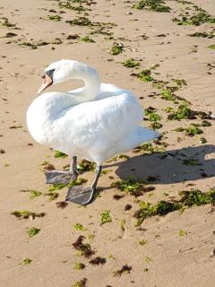 Holiday House Krapets - 3