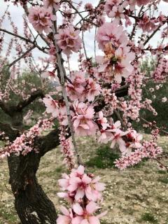 al-qandil - Margarida - 8