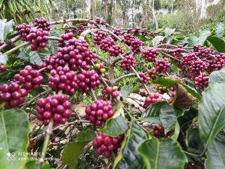 COFFEE NEST COORG - Somvārpet - 6