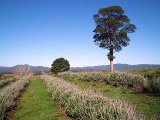 Dayboro - Blue Ridge Lavender Cottage - 2