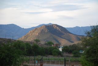 Gasteria Grange - Calitzdorp - 2