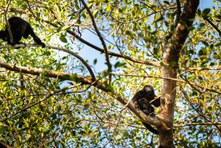 Seagull Cove Resort - 2