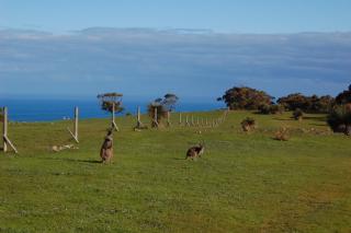 Southern Ocean Retreats - Deep Creek National Park - Delamere - 2