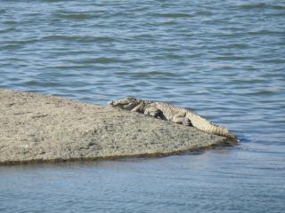 Jawai Bera Leopard Camp - 7