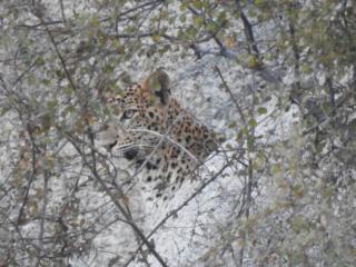 Jawai Bera Leopard Camp - 4