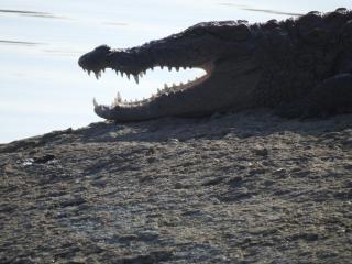Jawai Bera Leopard Camp - 3
