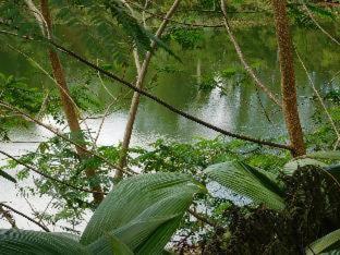 Rainforest Eco Lodge - Suva - 3