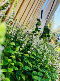 Obstgarten Mörlunda, 5 min zum Badesee, Småland, Sauna - 2