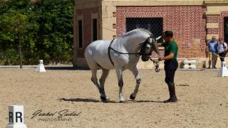 Sherry house - Jerez de la Frontera - 5