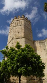 Sherry house - Jerez de la Frontera - 8