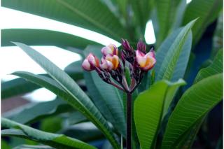 The Lod Villa - Ubud - 4