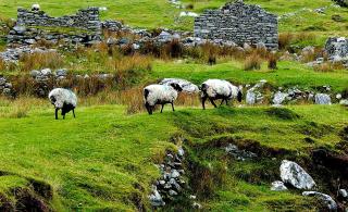 Ocean View one bedroom cozy apartment - Achill - 6