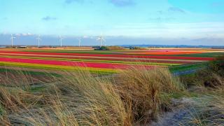 Anemoon - Petten - 1