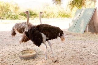 Oue Werf Country House - Oudtshoorn - 6