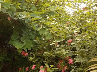 Les Hibiscus - LʼAnse Noire - 6
