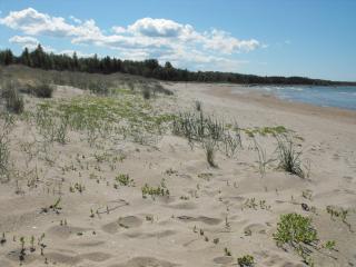 Rukkilille Holiday Home - 1