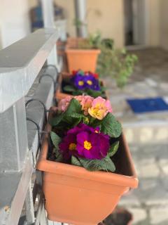 Guest House Loza - Signagi - 8