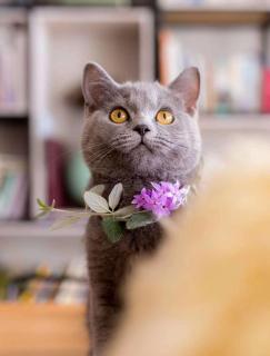 Urban Rosa Cafe&Inn - 3