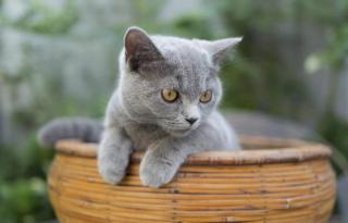 Urban Rosa Cafe&Inn - 5