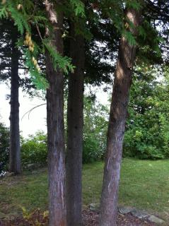 Seymour Point Cottage - 1