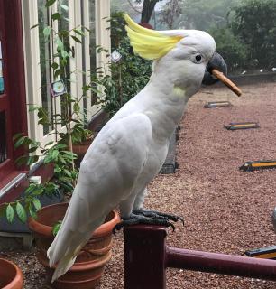 Kurrara Historic Guest House - Katoomba - 5