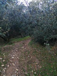 Tamanoucht - Ifrane - 5