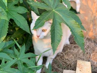 White Cat B&B - Jinning - 5