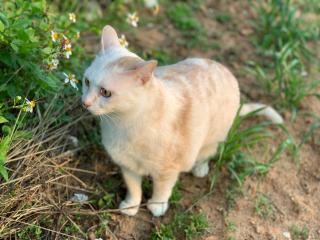 White Cat B&B - Jinning - 4