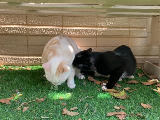White Cat B&B - Jinning - 3