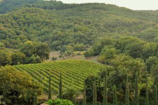 Tenuta Le Pianore - Cinigiano - 5