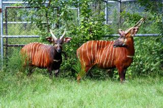 Chinshang Pastoral Farm Resort - 7