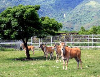 Chinshang Pastoral Farm Resort - Chishang - 6