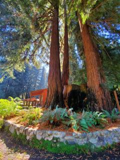 Fern River Resort - Felton - 6
