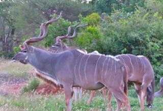 Wild Dog Guest Lodge - 1