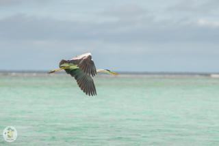 Shifa Lodge Maldives - Feridhoo - 3