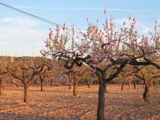 Casa El Ros II - Turistrat - Vall dʼAlba - 7