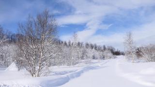 Wild Caribou's Wildwood Cabin - Lakselv - 6