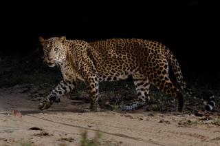 Leopard Trails Yala - 2