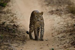 Leopard Trails Wilpattu - Wilpattu - 1