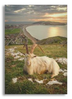 Adcote House - Llandudno - 2