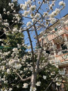 Resort Villa Rosa Maria - Savona - 7